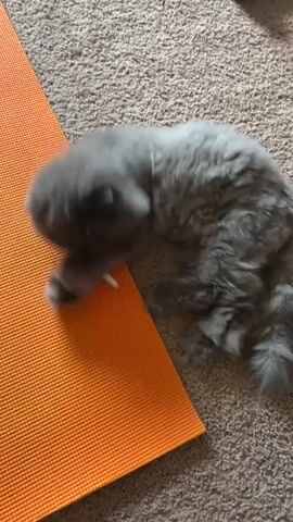This media file shows a fluffy, gray kitten on a carpeted floor. The kitten is lying on its side next to an orange yoga mat. Its paws are extended, and it appears to be playing or grooming itself, possibly licking its paw. The kitten has long fur and its ears are somewhat folded down, giving it a unique appearance. The lighting suggests it's daytime, and the indoor setting indicates a home environment. There is no visible text in the media file. The kitten's posture and gentle movements convey a sense of playfulness and contentment. The scene is captured from a top-down perspective.