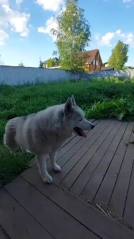 A grey and white husky stands on a wooden deck in a backyard. The dog is panting with its tongue hanging out. The backyard is green and overgrown with grass and plants. In the background, there is a wooden fence, a house, and trees. The sky is blue with white clouds. The time of day appears to be daytime, likely late afternoon due to the lighting. The overall atmosphere is relaxed and peaceful. No text is visible in the media file.