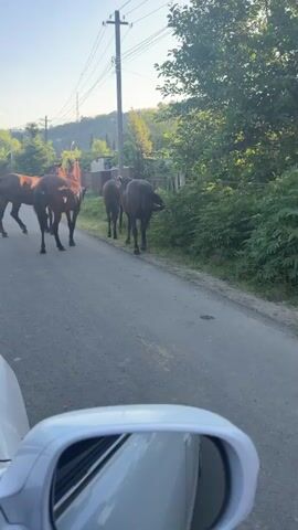 The video shows a group of horses on a road. The perspective is from inside a car, looking forward and slightly to the side, with a car's side mirror visible in the foreground. Several brown horses are scattered across the asphalt road, some facing away from the camera and others partially facing it. They appear to be standing or slowly walking. To the right of the road, there is a grassy area with trees and foliage. In the background, a utility pole with wires is visible, along with more trees and a hilly landscape under a clear blue sky with the sun shining. A white car is seen in the distance on the left side of the road. The scene suggests a rural or semi-rural setting.