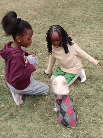 Two dogs, a grassy lawn, and an afternoon in Nairobi