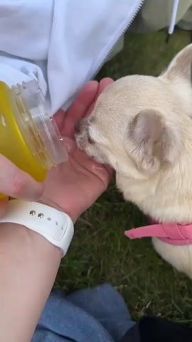 A person's hand, wearing a white smartwatch, holds a clear plastic bottle with a yellow liquid inside. The bottle is tilted, and the liquid is being dispensed onto the person's palm. A small, light-colored chihuahua dog with a pink collar is licking the liquid from the person's hand. The scene is outdoors, with green grass visible in the background.