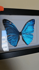 Person displays framed blue butterfly specimen in Sofia