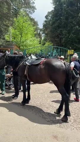 The video shows a sunny outdoor scene featuring two horses with saddles, standing on a paved surface near a green gate. The horse on the right is dark brown with a black mane and tail, while the horse on the left is light gray. Several people are standing around the horses, some appearing to be interacting with them. Most people are wearing casual clothing like jeans, t-shirts, and jackets. A few are wearing hats. Trees and other greenery form the background, suggesting a park or similar recreational area.
