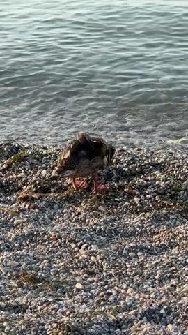 A mallard duck is shown standing on a rocky beach near the water. The duck is facing away from the camera and appears to be preening its feathers. The water is calm and appears to be a lake or ocean. The sky is not visible in the frame. The lighting suggests it is either early morning or late afternoon.