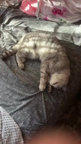 A short video shows a gray tabby cat sleeping on a bed. The cat is lying on its side, with its head tucked into its paws. The bed is covered in a dark gray comforter with a white floral pattern. Sunlight streams through a window, casting dappled shadows across the cat and the bed. In the background, a pink and white floral sheet is visible, along with a white knitted throw blanket. The scene appears to be indoors, likely a bedroom, during the daytime. The cat seems relaxed and peaceful, enjoying the warm sunlight. There is no visible text in the media file.