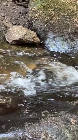 A close-up shot focuses on a shallow stream flowing over rocks and dark earth. The water is clear with some foam and ripples as it moves around the submerged stones. The banks of the stream are lined with dirt, moss, and small pebbles.
