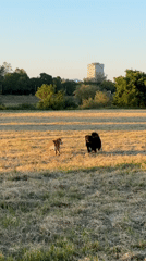 Woman with colorful hair enjoys sunset field time with dogs