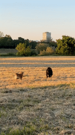 Woman with colorful hair enjoys sunset field time with dogs
