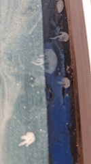 Jellyfish up close and a horse-drawn cart in Homyel