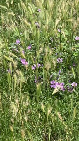 A close-up, vertical video shows a field of tall grass and small purple flowers swaying gently. The grass is a mix of green and golden hues, with some stalks topped with seed heads that resemble bristly ears. Scattered among the grass are clusters of delicate purple flowers with five petals each. The lighting suggests it is daytime, with sunlight filtering through the vegetation. The camera angle is fixed, capturing the natural movement of the plants in the breeze. There are no people or animals visible in the frame.