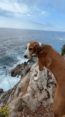 Dog spotted on cliff overlooking ocean in Montenegro