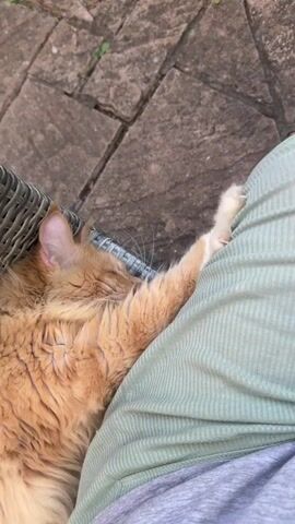 A close-up shot focuses on an orange cat asleep on someone's lap. The cat is lying on its side, with its head resting and its eyes closed. One of its front paws is extended, lightly touching the person's leg, with claws slightly extended. The person is wearing a green ribbed top and grey pants. The background shows a stone patio. The camera is positioned above and to the side of the cat, capturing a portion of the person's lap and the cat's body.