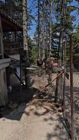 The video presents an outdoor scene depicting an animal enclosure on a bright, sunny day. The setting appears to be a rustic farm or sanctuary, characterized by tall trees and a mix of concrete and natural ground surfaces.

The primary subjects are various animals. Two peacocks are prominently perched on a wooden platform elevated above the ground. Another peacock, displaying vibrant green and blue plumage, can be seen walking on the ground through a wire fence. Below a concrete structure, which seems to be part of a larger building or shelter, several other birds (possibly chickens or ducks) are visible. Lying on the ground in the shaded area beneath this structure are two rabbits: one with black fur and another with light brown or tan fur.

The enclosure is defined by sturdy wire fencing supported by wooden posts. There are also wooden planks scattered on the ground near the fence. The sunlight is strong, casting distinct shadows from the trees and structures, indicating midday or early afternoon. No human activity or individuals are visible. The animals appear calm and are either resting or moving slowly within their designated space. The overall impression is a peaceful animal habitat within a natural, wooded environment, consistent with the location of Hadzhidimovo, Bulgaria. No visible text is present in the video.