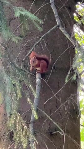 A red squirrel is perched on a thin branch of a tree, eating. The squirrel is facing left and has its paws near its mouth. The tree is dark brown and appears to be an evergreen, with green needles visible on branches to the left. The background is out of focus, but it appears to be other trees or foliage. Sunlight filters through the branches from the right side of the frame.