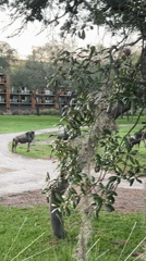 Wildlife and cave simulation documented in Bay Lake