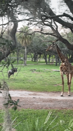 Wildlife and cave simulation documented in Bay Lake