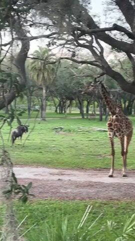 The video shows a grassy, park-like environment with trees and a dirt path. The camera initially focuses on two wildebeests standing near the path. Then, a giraffe enters the frame, standing close to the camera. The giraffe has a ball-shaped object hanging near its chest. In the background, the wildebeests remain visible. A building with multiple stories is visible in the background behind the animals. The scene appears to be in a zoo or wildlife park.