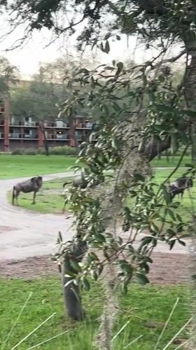Wildlife and cave simulation documented in Bay Lake