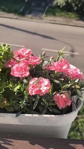 The video shows a close-up of a planter box filled with pink carnations and green foliage. The planter is white and sits on a ledge. In the background, a street is visible with a road and some greenery. The lighting suggests it is daytime, possibly late afternoon, with sunlight casting shadows. A grasshopper is perched on one of the pink carnation petals.