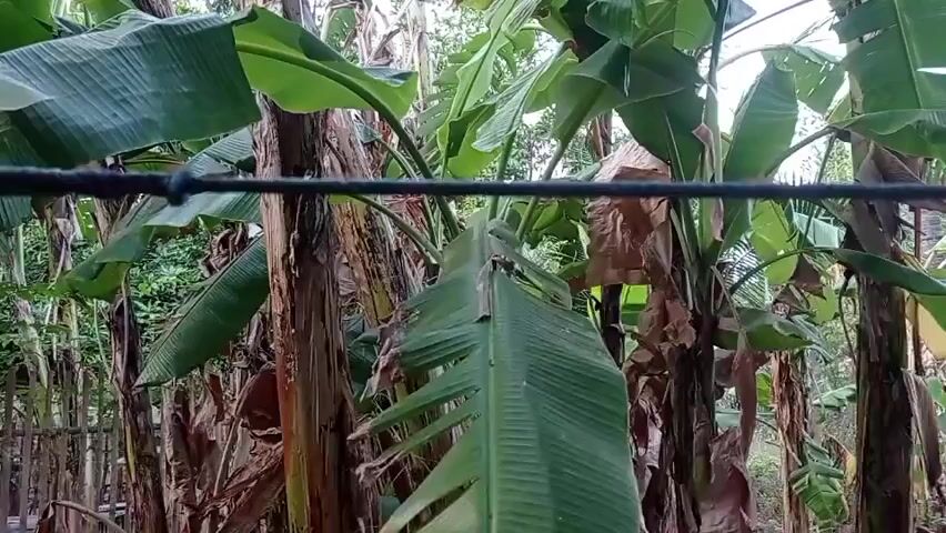 The video shows a close-up view of banana trees in an outdoor setting. The foreground is dominated by a thick, dark string or rope stretched horizontally across the frame. Behind the rope, the large, green leaves of banana plants are visible, some appearing wilted or brown. The trunks of the banana trees are also visible, with a rough, fibrous texture. In the background, more banana plants and foliage can be seen, suggesting a dense growth of vegetation. The lighting suggests it is daytime, possibly overcast. There are no people or animals visible in the frame, and no discernible action is taking place. The environment appears to be a tropical or subtropical area with lush plant life. A small portion of what looks like a wooden fence is visible on the left side of the frame.