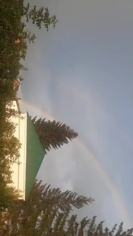 The video captures a rainbow in the sky, partially obscured by trees and a building. The building is white with a green roof. Several evergreen trees with a feathery appearance are visible in the foreground and midground. Power lines are strung between poles, crossing the frame. The sky is partly cloudy with a clear blue expanse. The camera angle is tilted, making the scene appear sideways. There are no people or animals visible in the video.