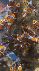 Visitor captures marine aquarium displays in Cape Town