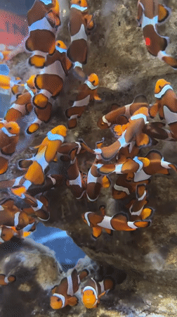 Visitor captures marine aquarium displays in Cape Town