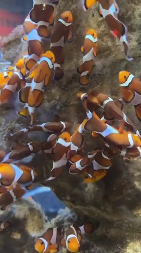 Visitor captures marine aquarium displays in Cape Town