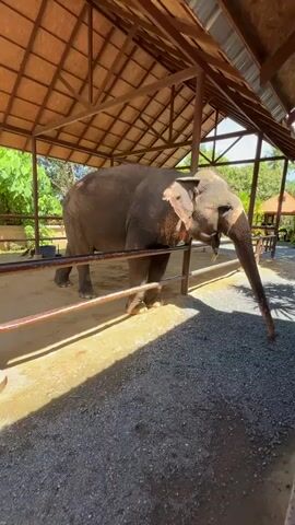The video shows an elephant standing inside a shaded structure with a wooden roof. The elephant is facing to the right of the frame, with its trunk hanging down. The structure has metal railings in front of the elephant, and the ground is covered with gravel and sand. Sunlight is casting shadows through the roof. In the background, there are trees and what appears to be another building. The elephant has some mud or dirt on its face and body.