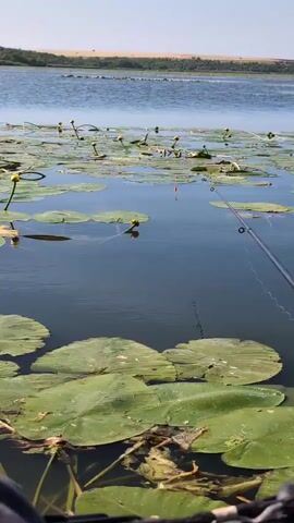 The video shows a serene lake with lily pads and buds on the surface. A fishing rod extends from the lower right corner of the frame, with a bobber visible in the water. The background features a distant shore with vegetation and a clear blue sky. The camera appears to be positioned low, possibly from within a boat or kayak, as indicated by the presence of what looks like someone's legs clad in striped socks in the lower left corner. The scene evokes a sense of peaceful outdoor activity.