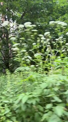 The video shows a forest scene. The camera appears to be moving, possibly from a vehicle, as the foliage is blurred in the foreground. Tall trees with green leaves dominate the background. There is dense green undergrowth in the mid-ground. Some tall, slender plants with seed heads are visible in the foreground and mid-ground. In the latter part of the video, some faint purple flowers are visible amongst the green vegetation. The overall impression is of a natural, uncultivated woodland environment.