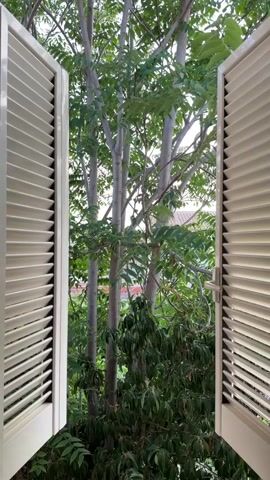 The video shows an exterior view through an open window with white louvred shutters on either side. In the background, several tall trees with greyish trunks and green leaves are visible. The leaves of the trees are feathery and sparse, allowing light to filter through. Some red-tiled rooftops can be seen peeking through the foliage of the trees. The overall scene depicts a natural, outdoor environment.
