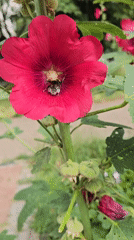 Summer garden in Vyshneve, full of blooms and busy pollinators