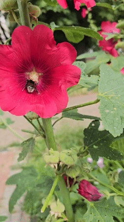 Summer garden in Vyshneve, full of blooms and busy pollinators