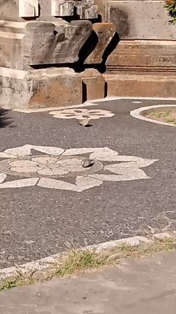 Grey birds on a patterned walkway near stone structures, Bali