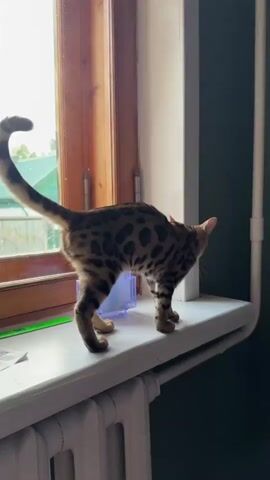 A spotted cat walks along a windowsill. A blue and red toy is on the windowsill. The cat is facing away from the camera. The cat turns its head to the right and meows. The cat looks away from the camera.