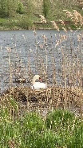 The video shows a white swan sitting on a large nest made of brown reeds in a lake or pond. The nest is surrounded by tall, dry reeds. In the background, there is a grassy bank and a few small trees. The water is slightly choppy. The swan tucks its head and neck into its back feathers.
