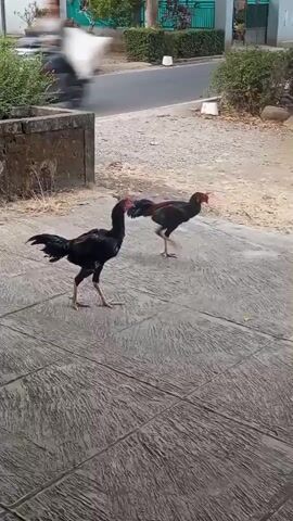 The video shows two roosters walking on a textured concrete surface. The rooster on the left is black and brown, with its head raised. The rooster on the right is primarily brown with black tail feathers and its head is lowered. In the background, there is a road, some bushes, and houses. There are also a few motorcycles visible on the road. The scene appears to be outdoors, possibly in a village or rural area.