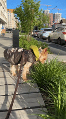 Woman walks dressed dogs on Yekaterinburg walkways, takes selfie