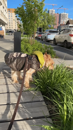 Woman walks dressed dogs on Yekaterinburg walkways, takes selfie