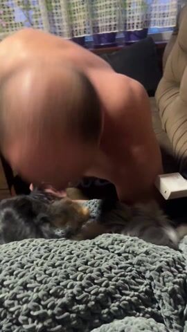 A shirtless man is petting a small dog lying on a gray knitted blanket on a brown couch. The man is kneeling on the couch, leaning over the dog. He has a bald head with a few tufts of hair on the sides, and is wearing black shorts and a white undershirt. The dog is small, with gray and tan fur. A white rectangular object is on the couch next to the dog. A wooden table is to the left of the couch, and a window with sheer curtains is in the background. The man appears to be making noises while petting the dog.