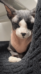 Sphynx cat observed resting in Netanya, Israel