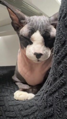 Sphynx cat observed resting in Netanya, Israel