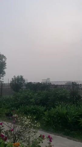 The video shows a lush garden with a variety of bougainvillea plants in bloom. The plants are various colors, including white, orange, pink, and magenta. A concrete pathway winds through the garden. In the background, a metal fence and some buildings can be seen, though the visibility is somewhat obscured by a layer of haze or fog. The sky is overcast.