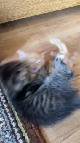 The video shows two kittens wrestling on a wooden floor next to a rug. One kitten is grey and black tabby, and the other is orange. The tabby kitten is on its back, and the orange kitten is on top of it, batting at its face. The tabby kitten's mouth is open, and it appears to be yawning or meowing. The scene is well-lit, and the focus is on the kittens.