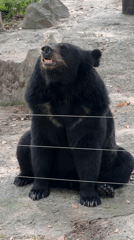 Black bears and lemurs at a Pudong zoo