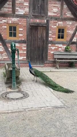 A peacock stands on a paved area in front of a brick building with wooden beams and a large wooden door. To the left of the peacock is a green hand pump with a stone basin. The peacock has a long, iridescent tail that trails behind it. Two small, square windows with wooden frames are visible on the building's facade, one on each side of the door. A wooden bench is situated to the right of the door. The ground is a mix of gravel and paving stones.