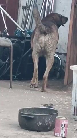 A dog is standing with its hindquarters towards the camera. Its tail is raised. A bird is perched on the edge of a large, dark bowl in front of the dog. A can of dog food is to the right of the bowl. The dog appears to be looking into a wooden structure or against it. The environment appears to be outdoors, with some debris and stored items visible in the background.