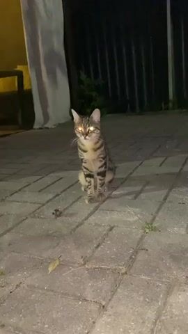 A short video shows a tabby cat sitting on a brick-paved area at night. The cat's eyes are glowing yellow in the dark. There is a white curtain or fabric structure to the left of the cat, and a dark fence or railing behind it. There are some leaves and debris on the ground. The cat is looking towards the camera.
