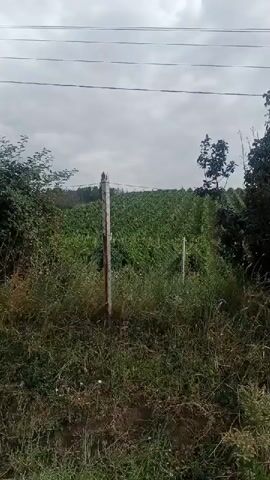 This media file depicts a rural landscape in Hisarak, Uzbekistan. The scene shows agricultural fields, likely vineyards, on a gentle slope under a cloudy sky, suggesting it is daytime. The foreground is overgrown with tall grass and weeds, with a simple fence made of wooden posts and wire running through it. Several trees, some of them quite large and dense, are scattered throughout the scene, adding to the natural and somewhat untamed feel. Power lines are visible overhead, indicating the presence of infrastructure in the area.

The perspective suggests the viewer is moving, possibly walking or driving slowly along a dirt path or road adjacent to the fields. The camera pans slightly, revealing more of the cultivated land and the surrounding vegetation. In the distance, a paved road can be seen, with a few scattered buildings and a power pole, hinting at a small village or settlement nearby. The overall impression is one of a quiet, agricultural region, possibly in the early morning or late afternoon given the soft lighting. There is no visible text in the media file.